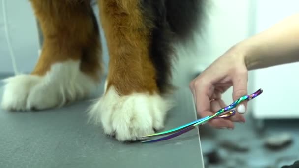 Επαγγελματική Περιποίηση Γκρούμερ Κουρεύει Πόδι Ενός Μεγάλου Σκύλου Επαγγελματική Φροντίδα — Αρχείο Βίντεο