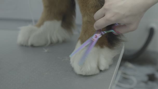 Verzorging Professionele Verzorger Trimt Poot Van Hond Grote Hond Hond — Stockvideo