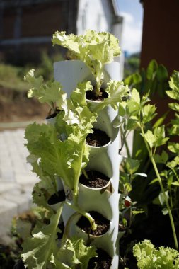 Yaratıcı bir dikey bahçe tenceresi. Yer verimli bahçe işleri için tasarlanmış delikleri var.