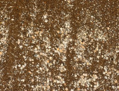 Baltık Denizi 'nin dalgalarında sayısız kabuk parçaları bej kahverengiye boyanmış kumlar.