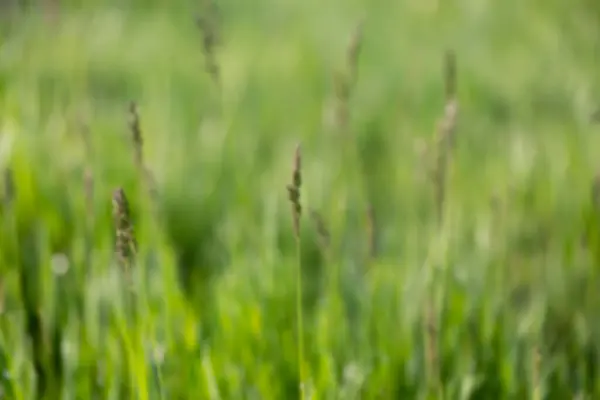Background Grass Dew Summer Day Nature Background — Stockfoto