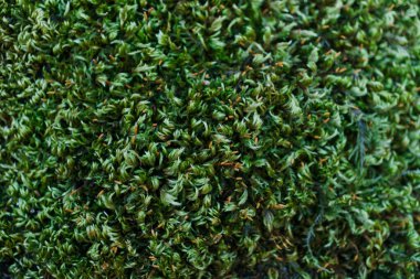 Dağ yosunları dağ taşlarında