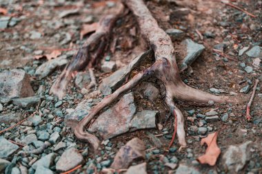 Kayalık dağ yüzeyinde filizlenen ağaç kökleri, yakın plan.