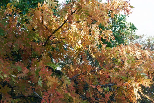 Árvores Outono Com Folhagem Colorida Imagem Embaçada — Fotografia de Stock
