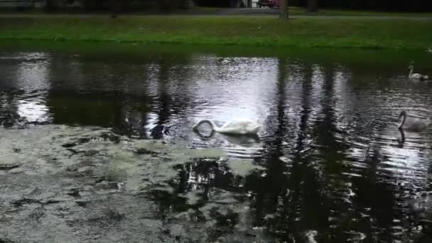 Kachny Labutě Trávě Plavat Rybníku Městském Parku Letní Den — Stock video