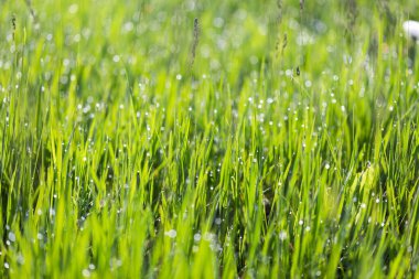 Çiydeki çimenler ve sabah güneşi parlıyor, soyut arkaplan