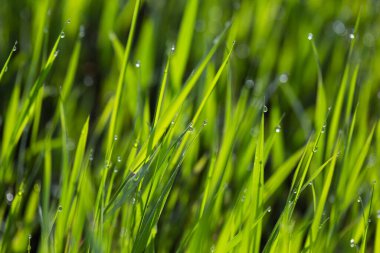 Çiydeki çimenler ve sabah güneşi parlıyor, soyut arkaplan