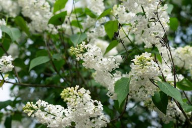 çiçekaçan beyaz leylak closeup