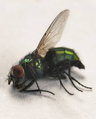 Beyaz arkaplanda izole edilmiş bir sineği kapat, makro