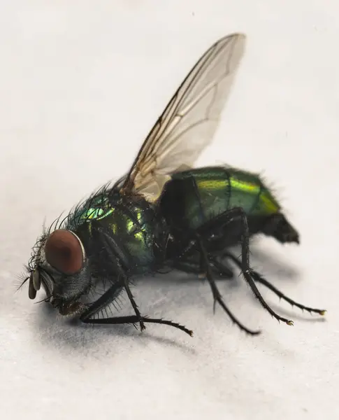 stock image close up of a fly isolated on white background, macro