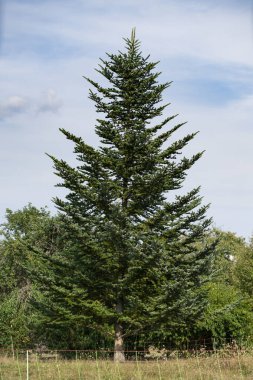 Şehir parkında tam boy ladin, köknar ya da çam ağaçları. konsept doğa, park