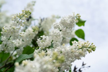 çiçekaçan beyaz leylak closeup
