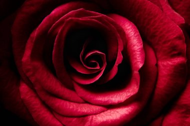 Sevgililer Günü için güzel kırmızı bir gül. Macro Çiçek Arkaplan Fotoğrafı. Sevgililer günü, aşk, aşk