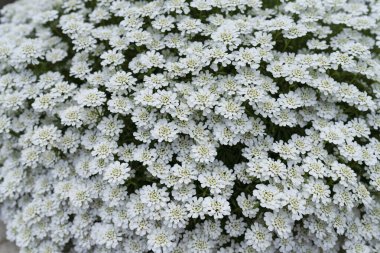 Çiçek arkaplan, çiçek açan çalılar beyaz çiçekler, manzara tasarımı