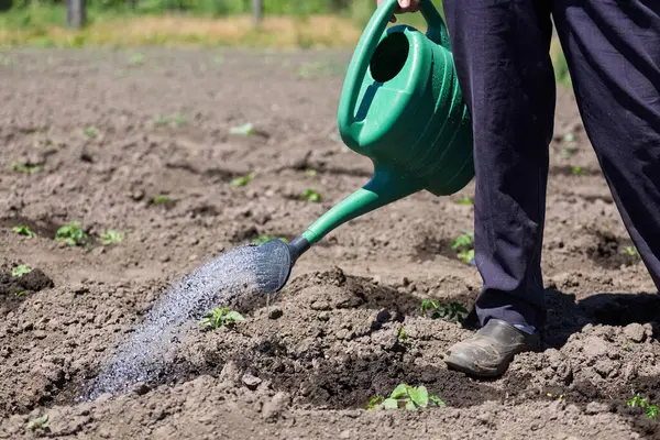 Konsept çiftlik, tarım kompleksi. Dişi bir çiftçi, çiftliğinde genç çiftçilerin tarımsal ürünlerini elleriyle sular.