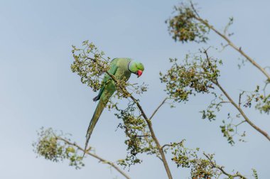 Hint gülü halkalı bir papağanın yakından çekilmiş bir fotoğrafı kavisli gagasıyla bilinen parlak yeşil tüyleri demirhindi dalına tünemiş.