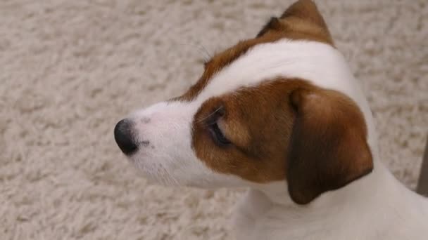 Bozal Cachorro Jack Russell Perro Mascota Casa — Vídeos de Stock