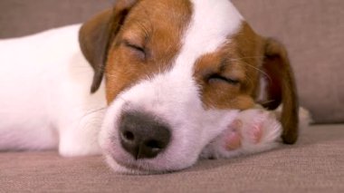 Jack Russell 'ın köpek yavrusunun ağzı. Evcil köpek evde uyuyor..