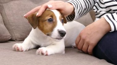 Jack Russell 'ın köpek yavrusunun ağzı. El köpeği başıyla felç. Evdeki kanepede evcil hayvan.. 