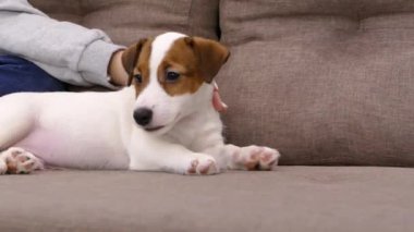 Jack Russell 'ın köpek yavrusunun ağzı. El köpeği başıyla felç. Evdeki kanepede evcil hayvan.. 