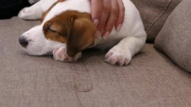 Jack Russell 'ın köpek yavrusunun ağzı. El köpeği başıyla felç. Evdeki kanepede evcil hayvan.. 