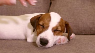 Jack Russell 'ın köpek yavrusunun ağzı. El köpeği başıyla felç. Evdeki kanepede evcil hayvan.. 
