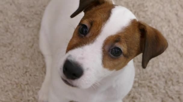 ジャック ラッセル犬の謎 自宅でペットドッグ — ストック動画