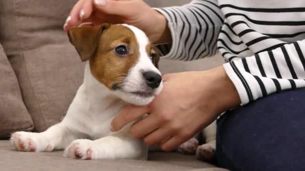 ジャック ラッセル犬の謎 手の犬の頭を打った 自宅でソファーにペット — ストック動画