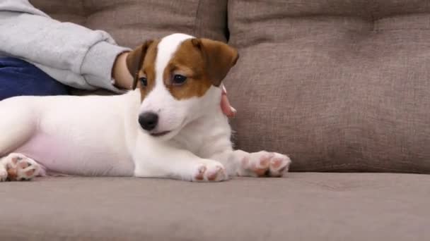 Focinho Cachorrinho Jack Russell Acidente Vascular Cerebral Com Cabeça Cão — Vídeo de Stock