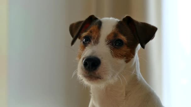 Kaganiec Szczeniaka Jacka Russella Pies Domu — Wideo stockowe