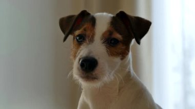 Jack Russell 'ın köpek yavrusunun ağzı. Evcil köpek evde..