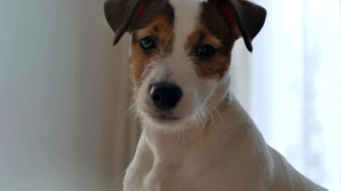 Jack Russell 'ın köpek yavrusunun ağzı. Evcil köpek evde..