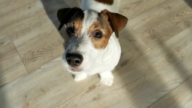 Jack Russell 'ın köpek yavrusunun ağzı. Evcil köpek evde..