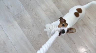 Puppy dog plays with rope and toys. Pull to yourself. Spend time with a pet