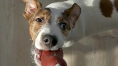 Puppy dog plays with rope and toys. Pull to yourself. Spend time with a pet