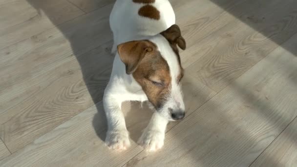Bozal Cachorro Jack Russell Perro Mascota Casa — Vídeos de Stock