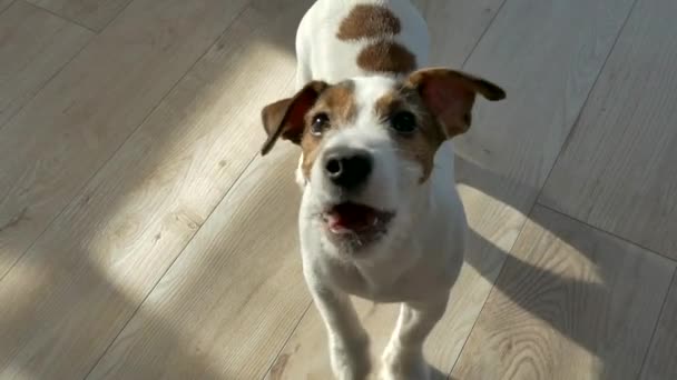 Schnauze Eines Jack Russell Welpen Hund Hause — Stockvideo