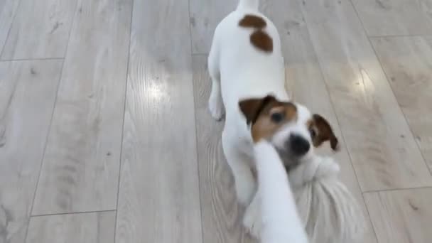 Щенячий Собака Грає Мотузкою Іграшками Потягніться Себе Проведіть Час Твариною — стокове відео