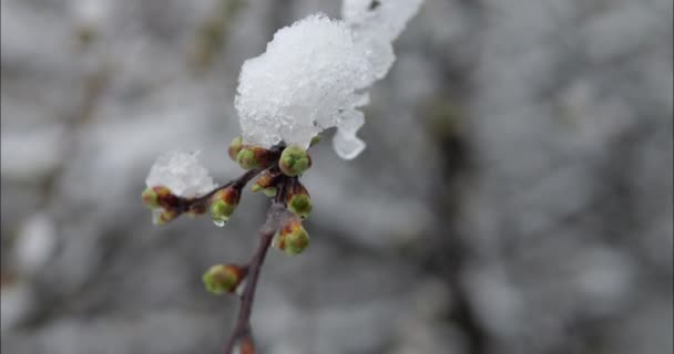 Neve Nos Ramos Uma Árvore Com Botões Verdes Final Primavera — Vídeo de Stock