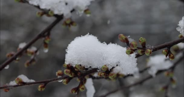 Śnieg Gałęziach Drzewa Zielonymi Pączkami Późna Wiosna Zimowa Pogoda Wiosnę — Wideo stockowe