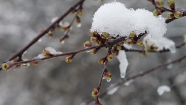 Снег Ветвях Дерева Зелеными Бутонами Поздняя Весна Зимняя Погода Весной — стоковое видео