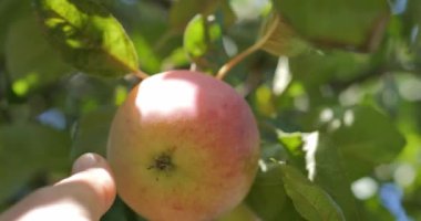 Olgun elmalar yeşil yapraklar arasında bir ağaç dalına asılırlar.. 