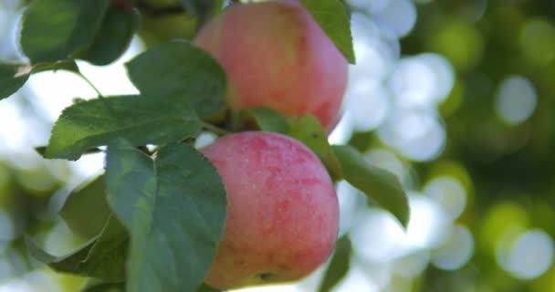 Olgun Elmalar Yeşil Yapraklar Arasında Bir Ağaç Dalına Asılırlar — Stok video