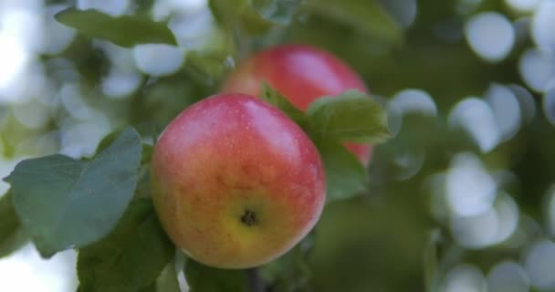 Manzanas Maduras Cuelgan Una Rama Árbol Entre Hojas Verdes — Vídeo de stock