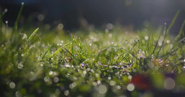 朝のデューと太陽の光で美しい緑の草 バックグラウンドでは デューは木からドロップします — ストック動画