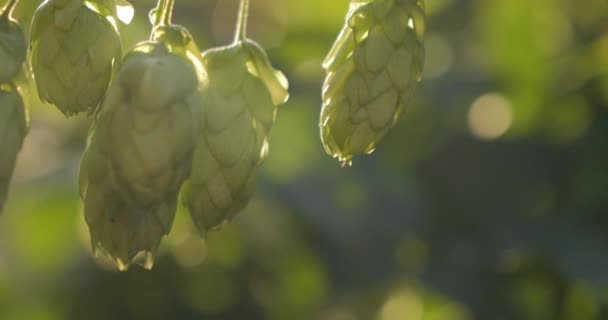Los Conos Lúpulo Cuelgan Rama Arbusto Producto Para Producción Cerveza — Vídeo de stock