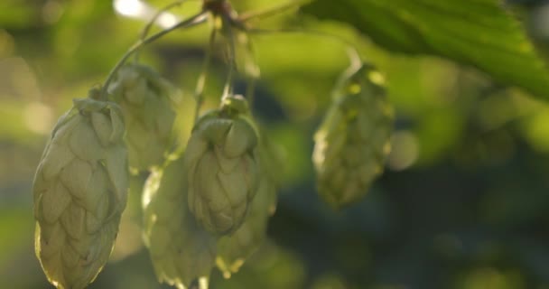 Sıçrama Konileri Bir Çalılığın Dalına Tutunur Bira Üretimi Için Ürün — Stok video