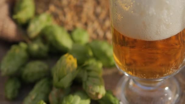 Пиво Наливают Стакан Хмелевые Рожки Ячмень Производства Свежего Пива — стоковое видео