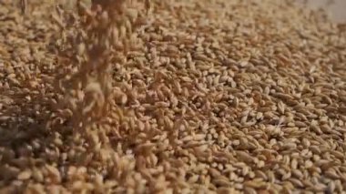 Arpa taneleri çuval bezine dökülür. Tahıl hasadı. Bira üretimi için ürün.