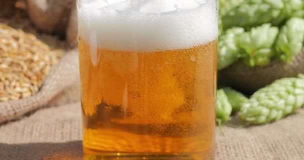 Beer Poured Glass Hop Cones Barley Grains Production Fresh Draft — Stock Video